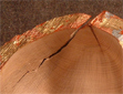 Buche-Blattmetall_1.kl
