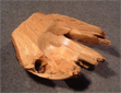 Buche-Windbruch-02.kl02