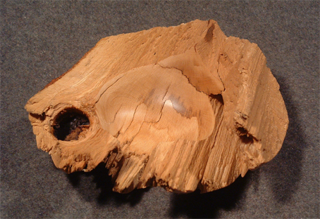 Buche-Windbruch-03.gr