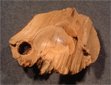 Buche-Windbruch-03.kl03