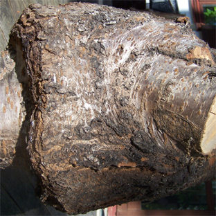 Schale-Kirschmaser-66-04-gr